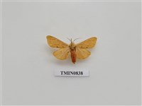 藏品(台灣的蛾(二))的圖片